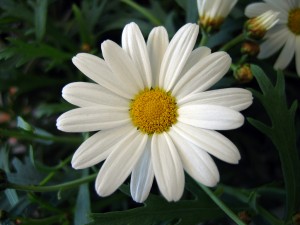 Marguerite-Daisy-flowers-724870_1024_768